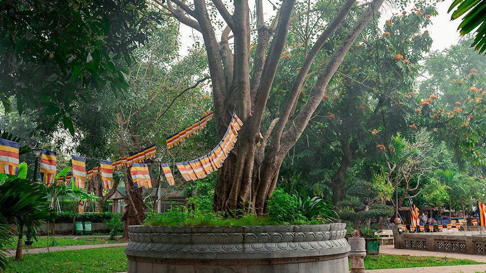 Cây bồ đề này được trồng vào năm 1958, củng cố thêm mối quan hệ lịch sử và văn hóa sâu sắc giữa Việt Nam và Ấn Độ